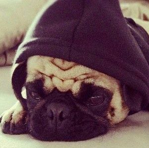 Meet your Posher, Ashton